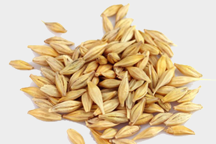 Barley Seeds