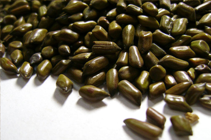 Cassia Tora Seeds Manufacturer 