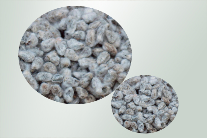 Cotton Seed