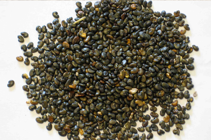 Sunn Hemp Seeds