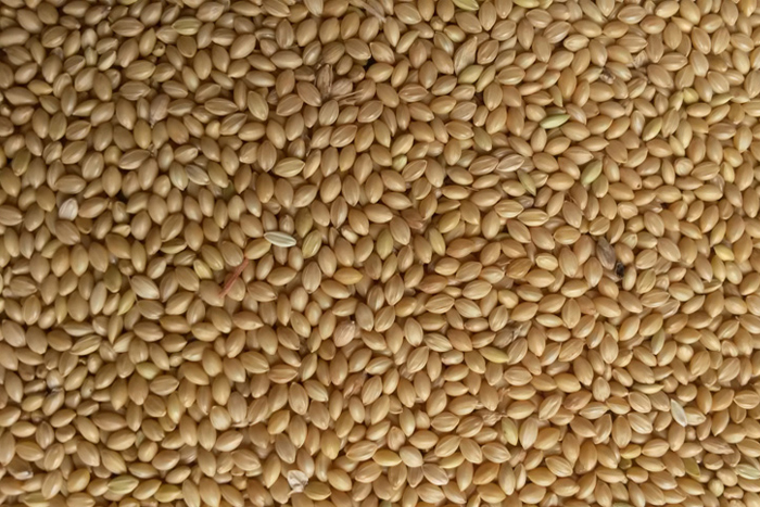 Yellow Millet